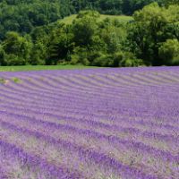 Début juillet, la floraison des lavandes...