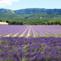 Un des nombreux champs de lavande à proximité du gîte